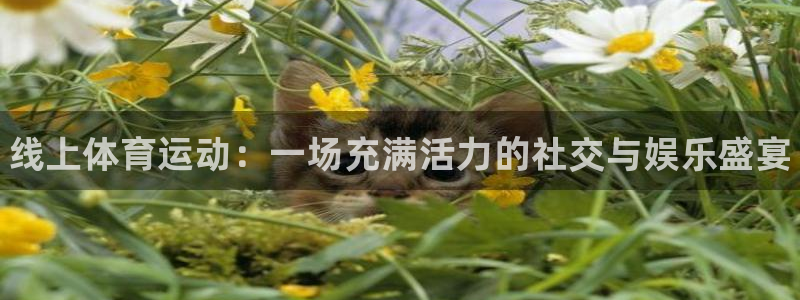 678体育官网